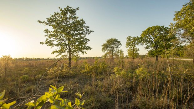 Post oak and native grasses growing in field next to roadside into Gus Engeling WMA