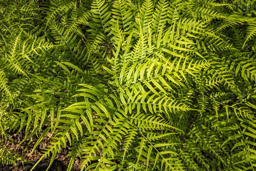 Close up of fern at Gus Engeling WMA