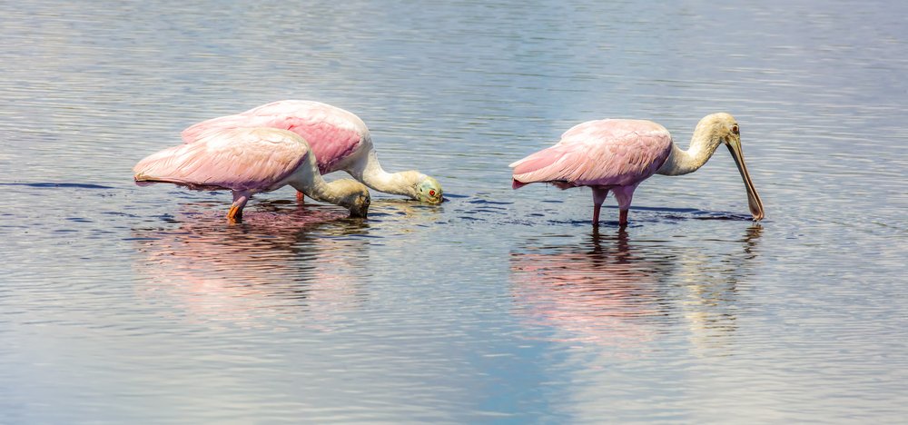 Roseate Spoonbills with heads in bay waters at Galveston Island State Park