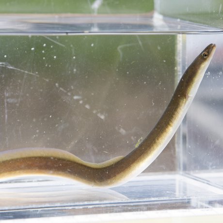 Freshwater eel in small clear tank