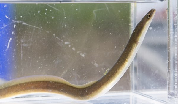 Freshwater eel in small clear tank