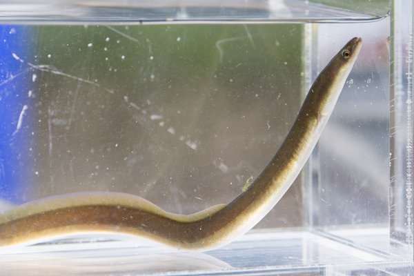 Freshwater eel in small clear tank