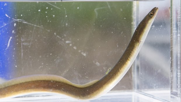 Freshwater eel in small clear tank