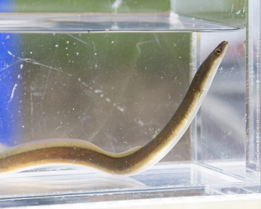 Freshwater eel in small clear tank