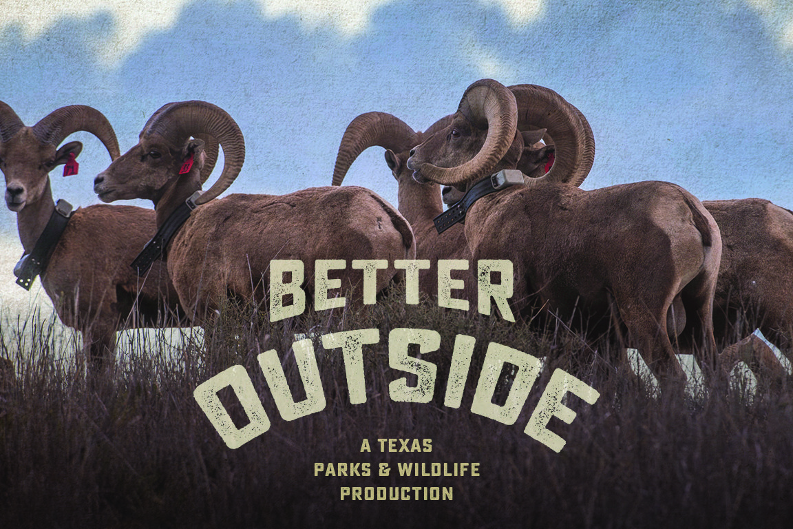 Bighorn sheep with Podcast wordage