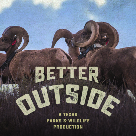Bighorn sheep with Podcast wordage