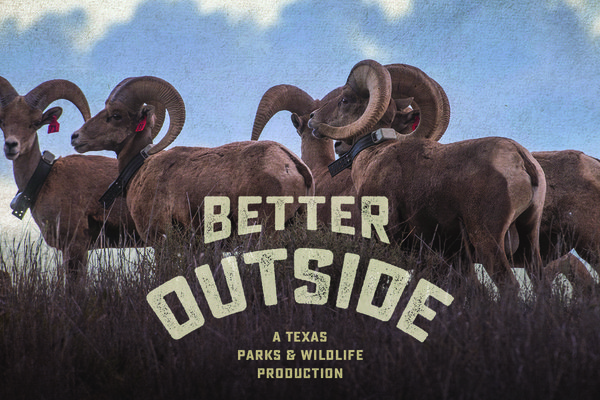 Bighorn sheep with Podcast wordage