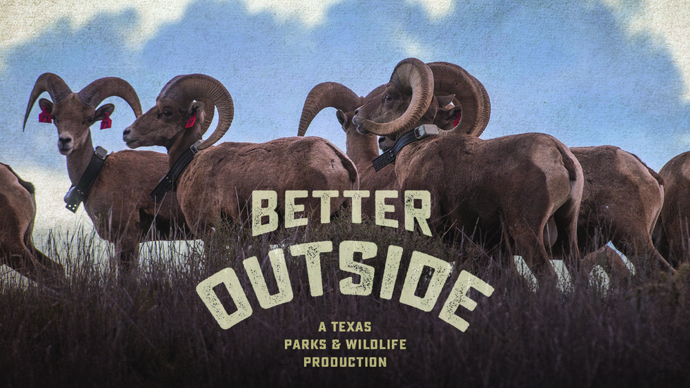 Bighorn sheep with Podcast wordage