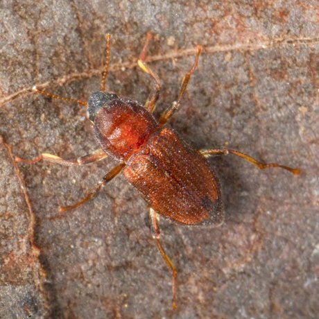 Comal Springs Riffle Beetle (Heterelmis comalensis) on rock