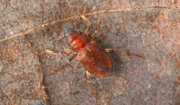 Comal Springs Riffle Beetle (Heterelmis comalensis) on rock