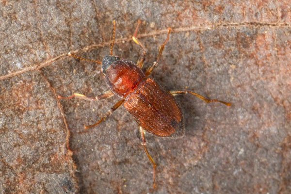 Comal Springs Riffle Beetle (Heterelmis comalensis) on rock