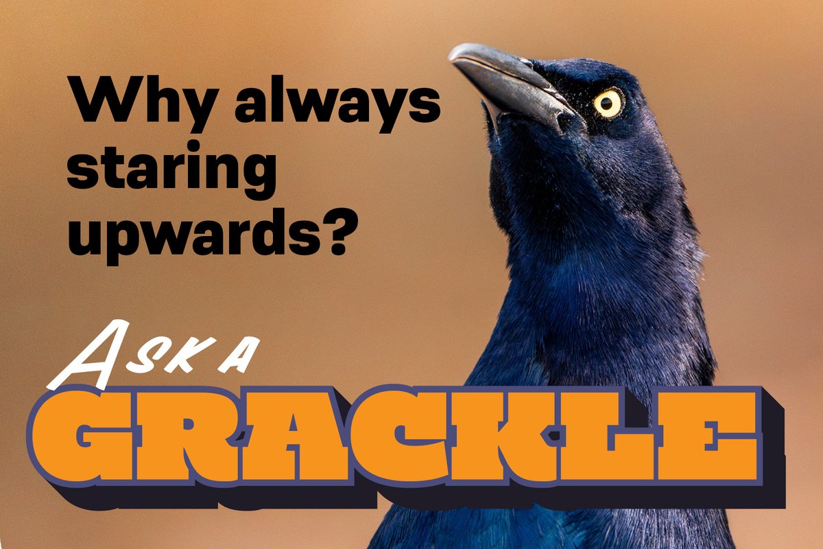 0626_AskAGrackle