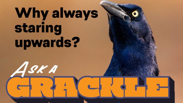 Ask a grackle article image.