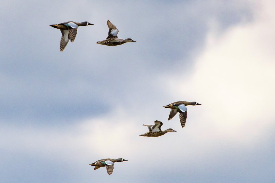 Ducks flying through a cloudy sky.