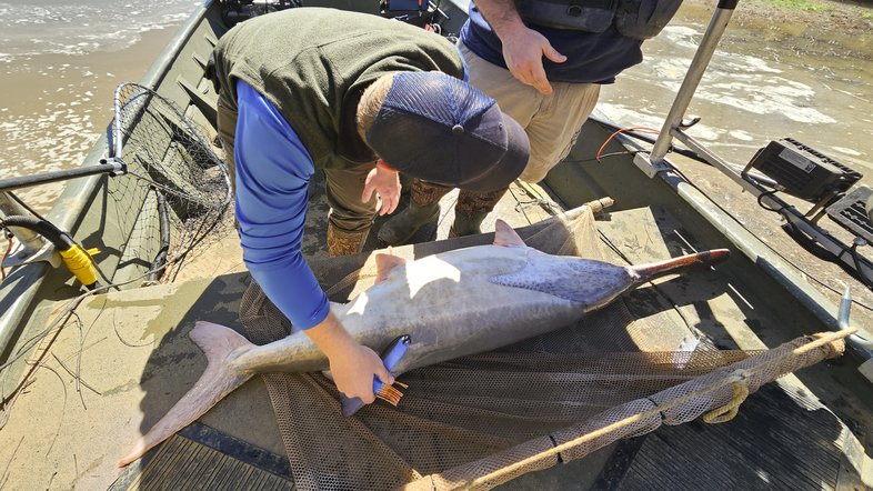 Scientist tagging a paddle fish