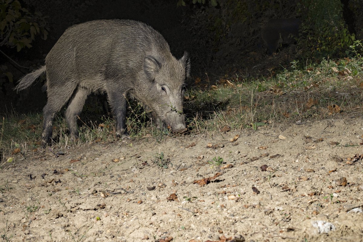 Hog at night
