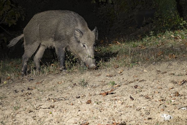 Hog at night