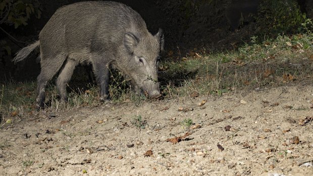 Hog at night
