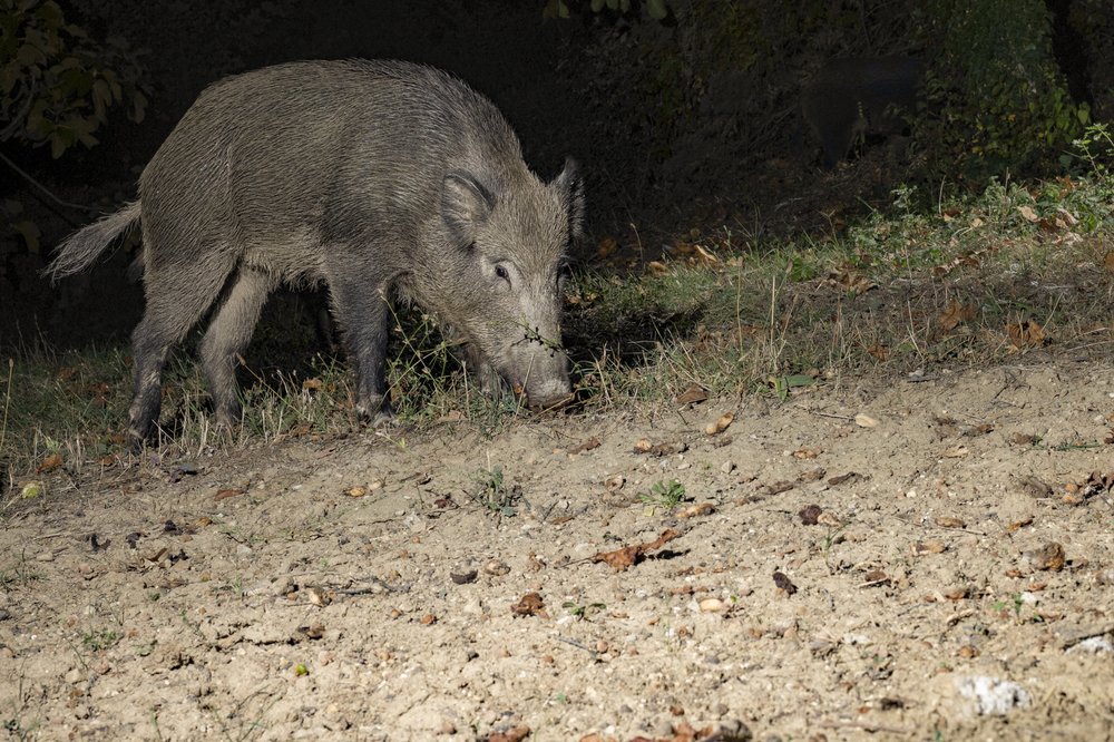 Hog at night