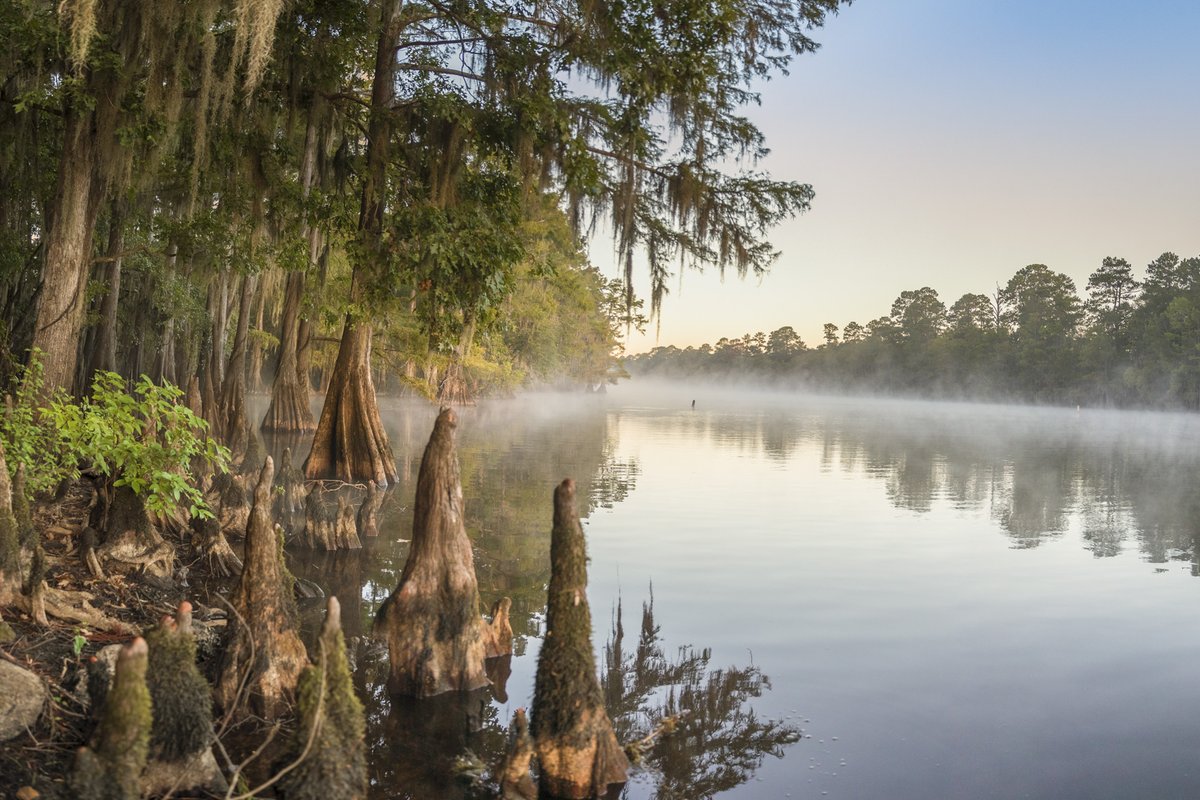 Cypress trees lining a river bank.