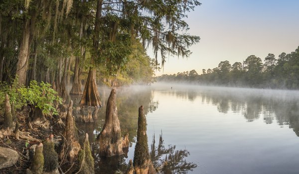 Cypress trees lining a river bank.