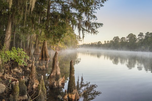 Cypress trees lining a river bank.