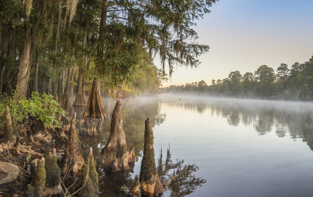 Cypress trees lining a river bank.