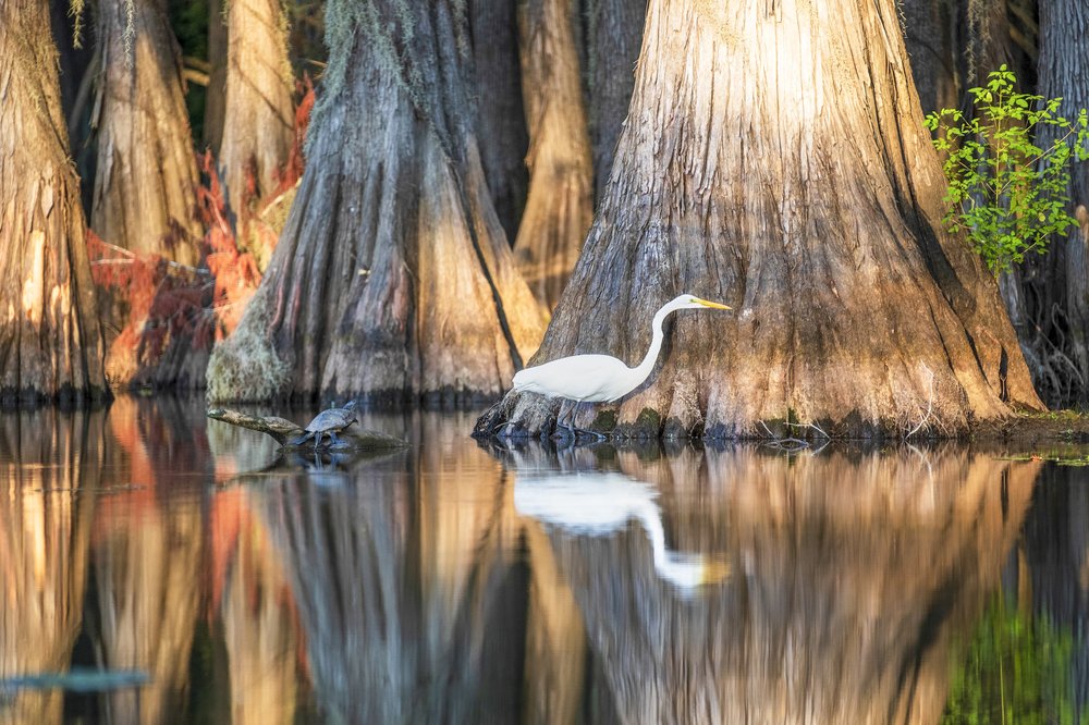 Great egret in a lake beside cypress trees.