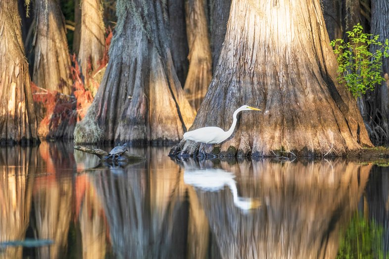 Great egret in a lake beside cypress trees.