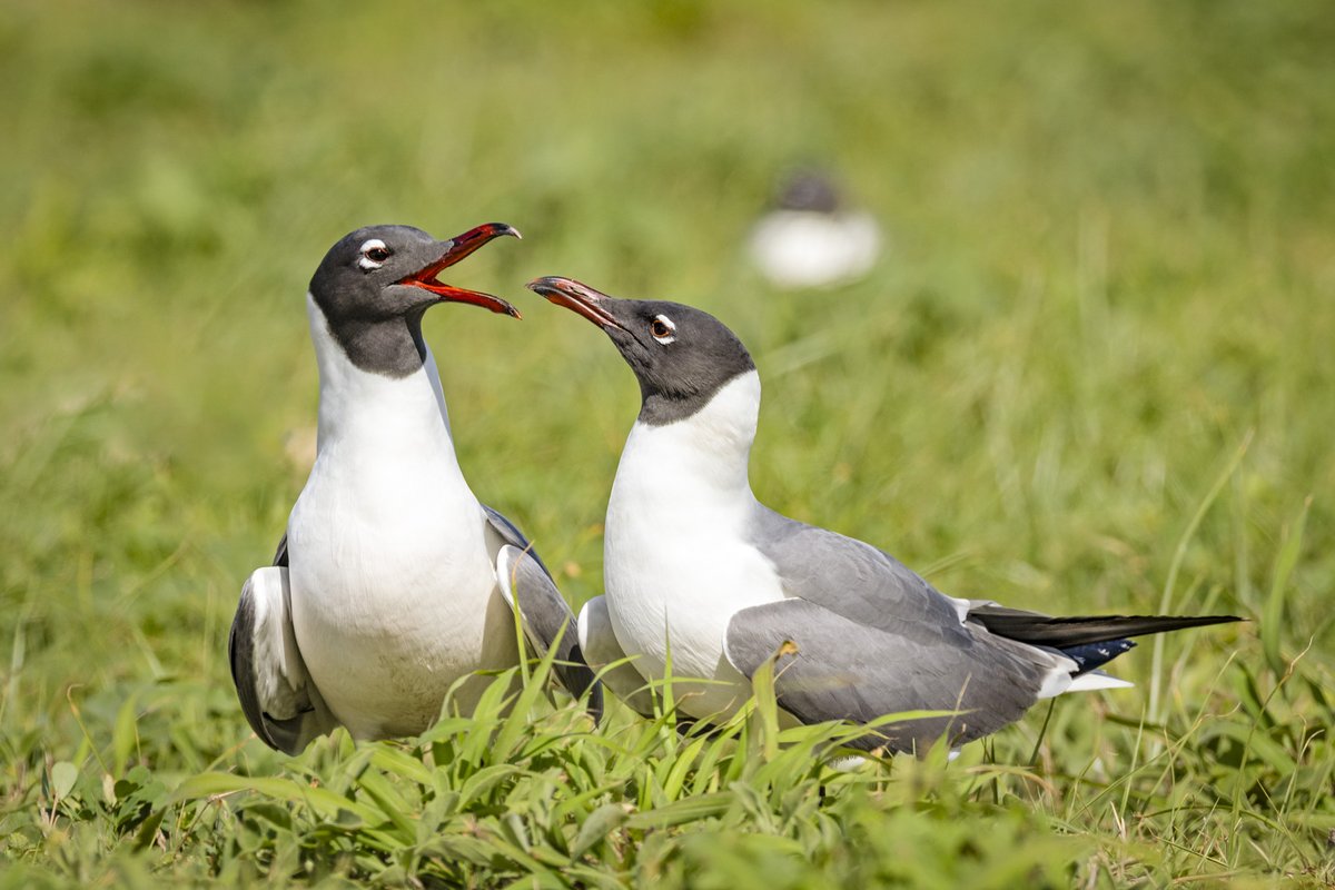 Two Laughing Gulls in the grass.