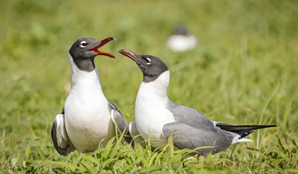 Two Laughing Gulls in the grass.