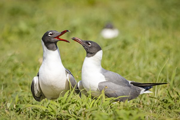 Two Laughing Gulls in the grass.
