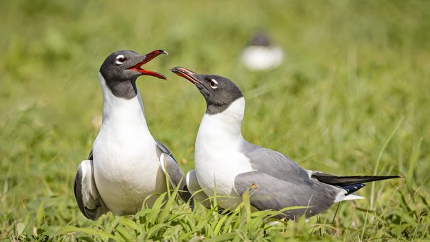 Two Laughing Gulls in the grass.