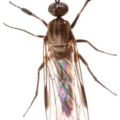 Dance Fly on white background