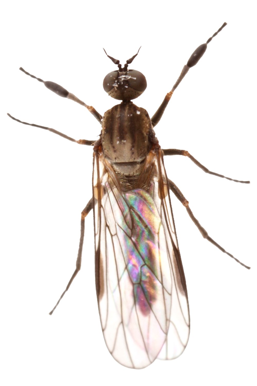 Dance Fly on white background