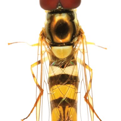 Hover Fly on white background