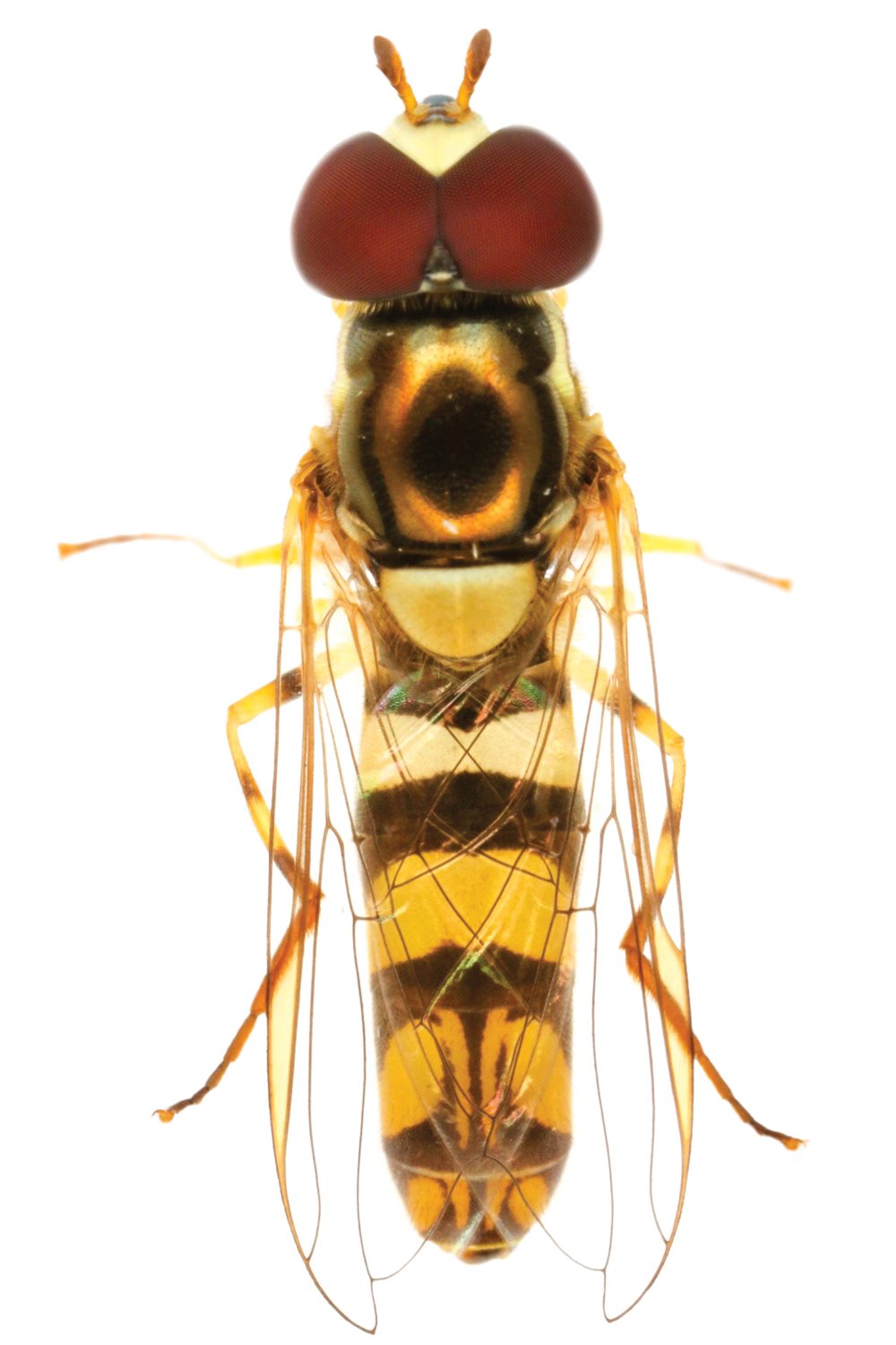 Hover Fly on white background