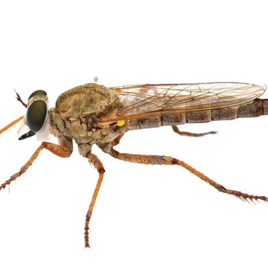 Robber fly on white background.