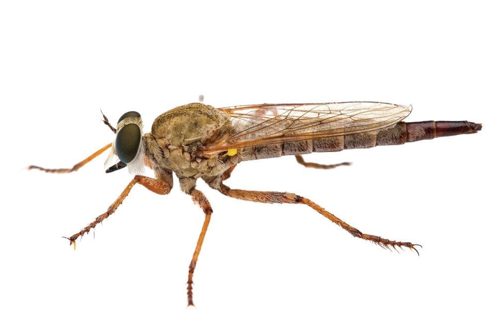Robber fly on white background.