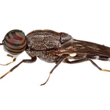 Soldier fly on white background.
