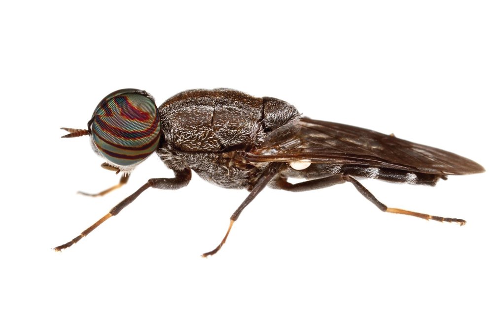 Soldier fly on white background.