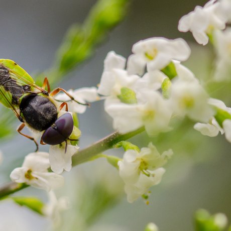 A species of Soldier fly rests on a flowering vine.