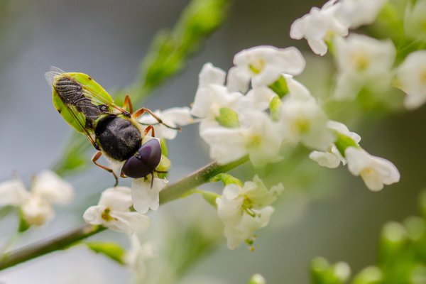 A species of Soldier fly rests on a flowering vine.