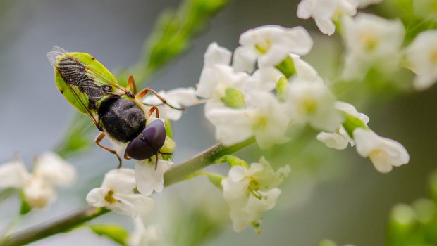 A species of Soldier fly rests on a flowering vine.