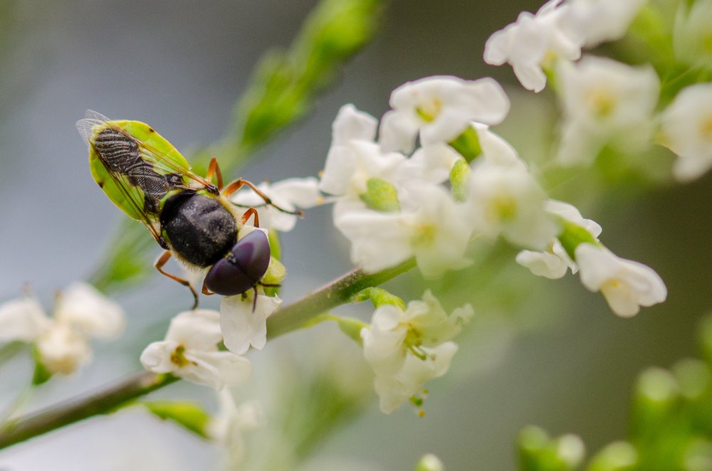A species of Soldier fly rests on a flowering vine.