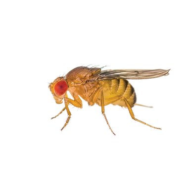 Vinegar fly on white background.