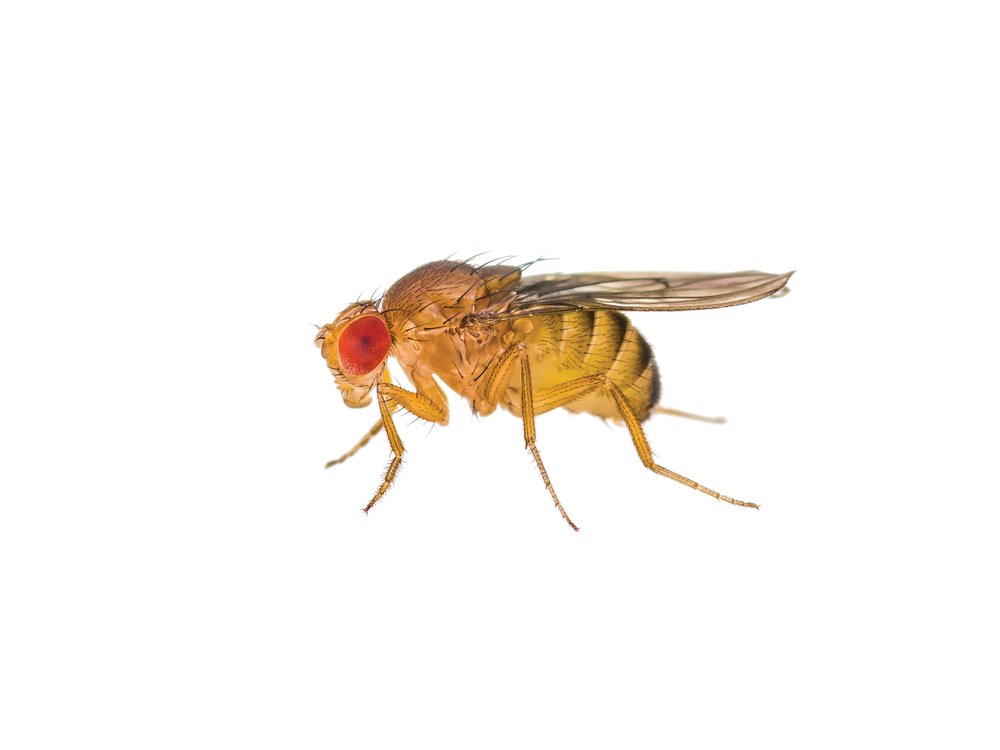 Vinegar fly on white background.
