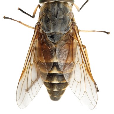 Horse fly on white background.