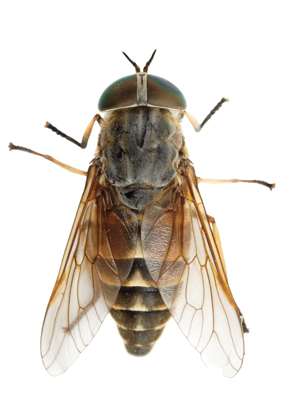 Horse fly on white background.