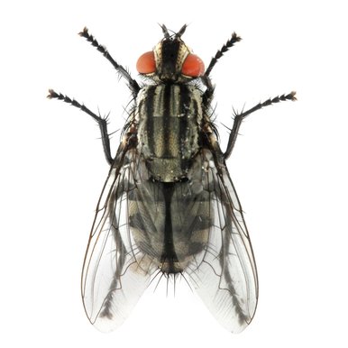 House fly on white background.